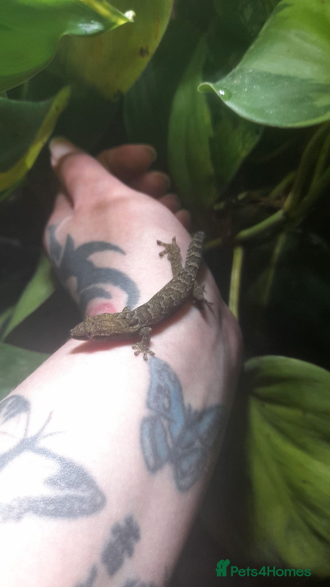 Gecko reptiles for sale: Mourning Gecko hatchlings. - Image 8
