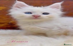 Maine Coon cats for sale: Championship line GCCF Maine Coon kittens  - Image 17