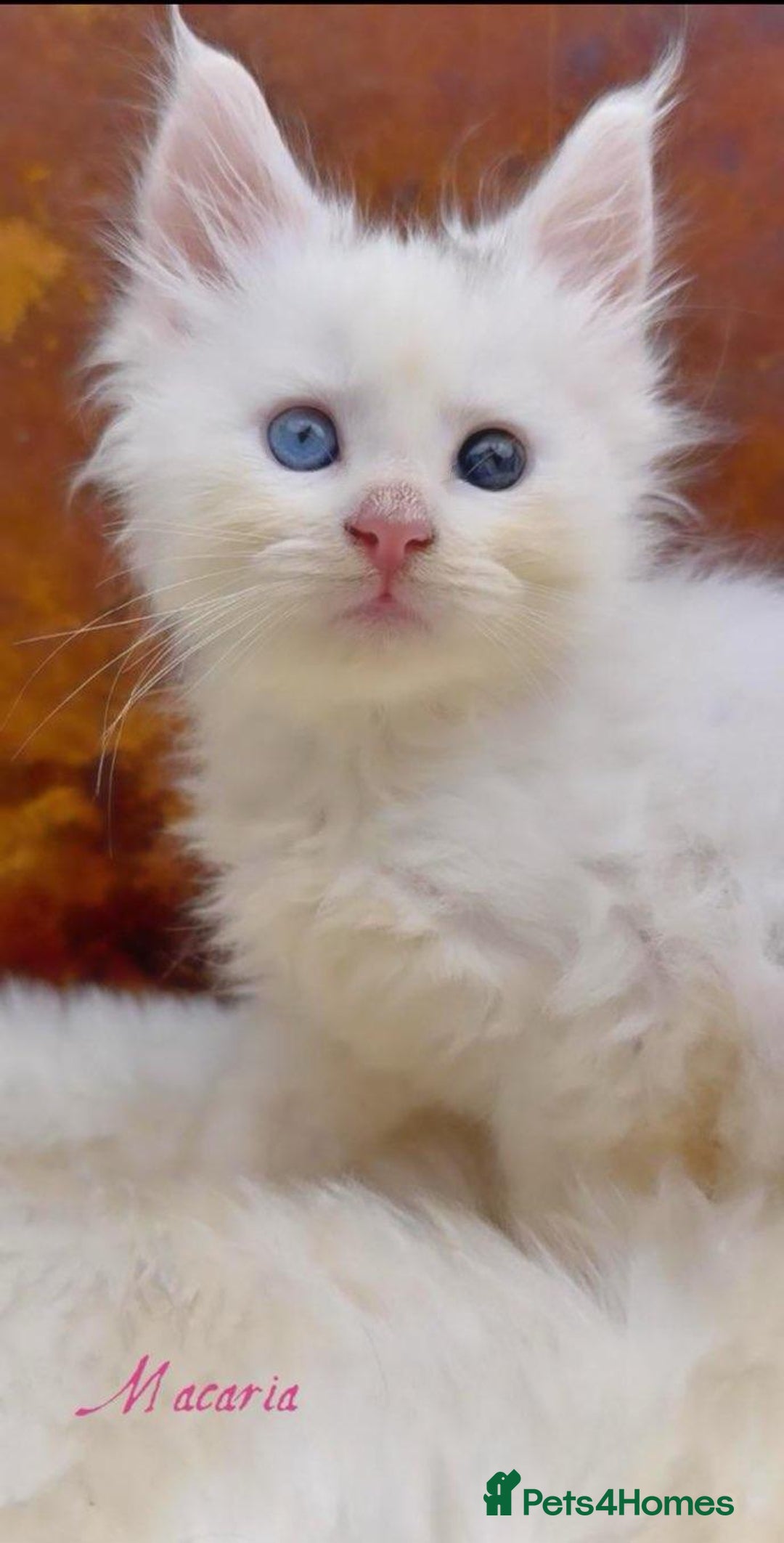 Maine Coon cats for sale: Championship line GCCF Maine Coon kittens  - Image 17