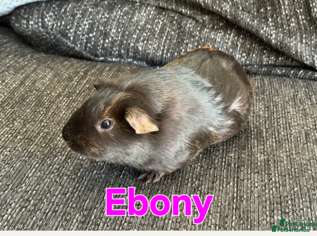 Guinea Pig rodents for sale: 4 beautiful female guinea pigs - Advert 4