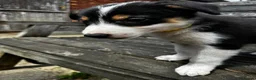 Mixed Breed dogs for sale: Kelpie x collies BEAUTIFUL LITTER - Advert 30