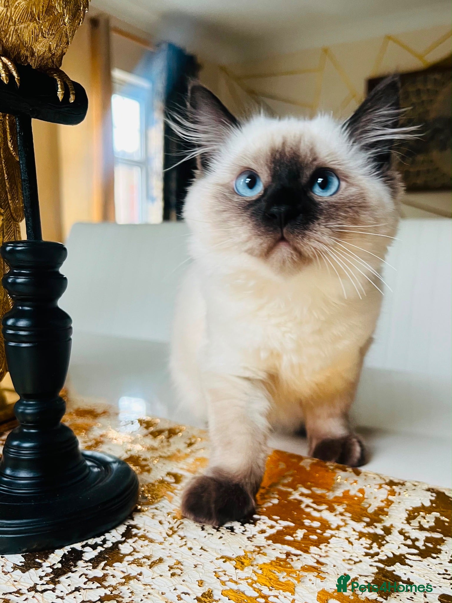 Ragdoll cats Gentle & Pure Ragdoll Looking for a Loving Family - Advert 6