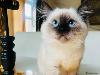 Ragdoll cats Gentle & Pure Ragdoll Looking for a Loving Family - Advert 6