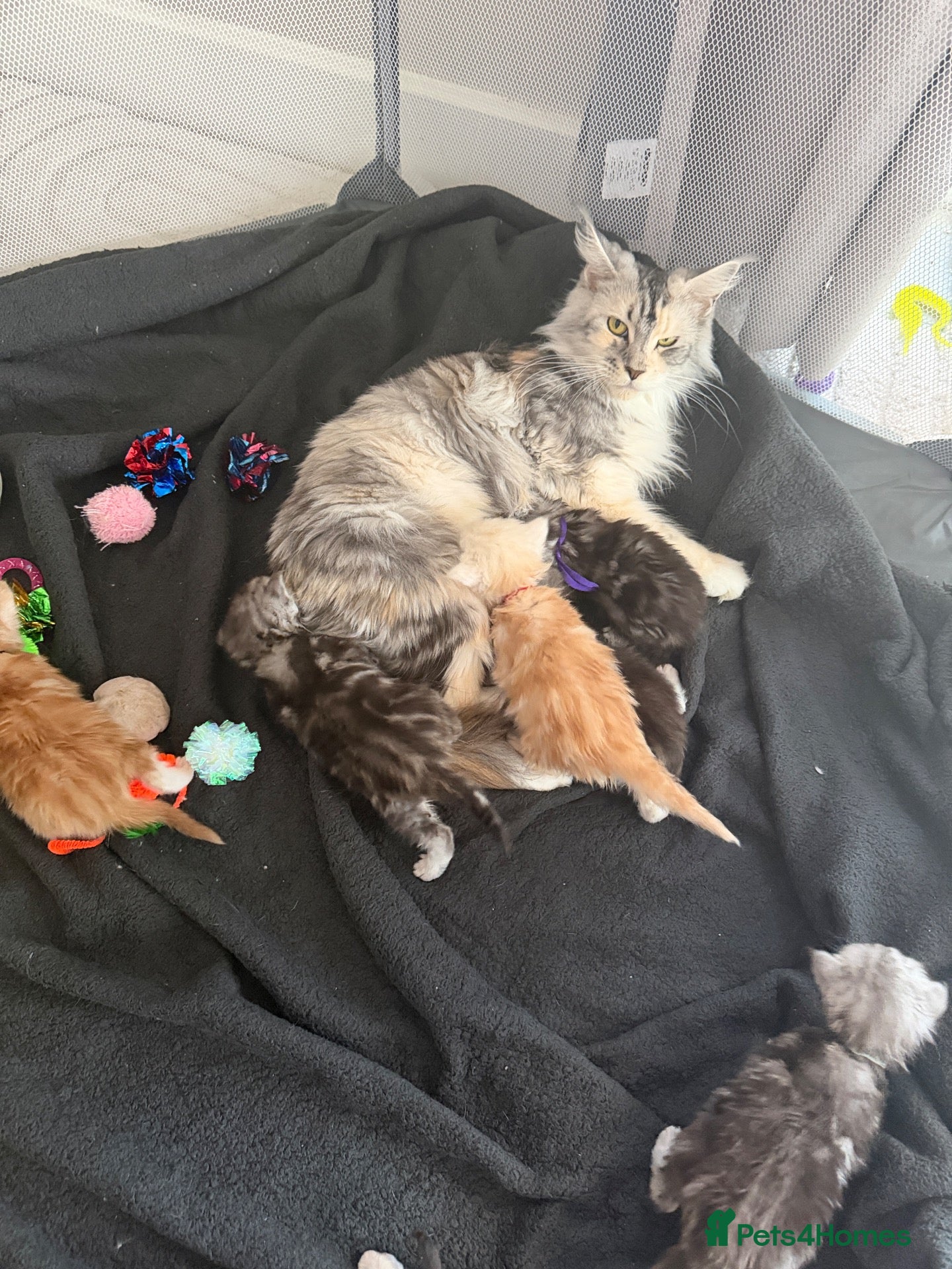 Maine Coon cats Full mainecoon kittens READY NOV/DEC - Advert 12