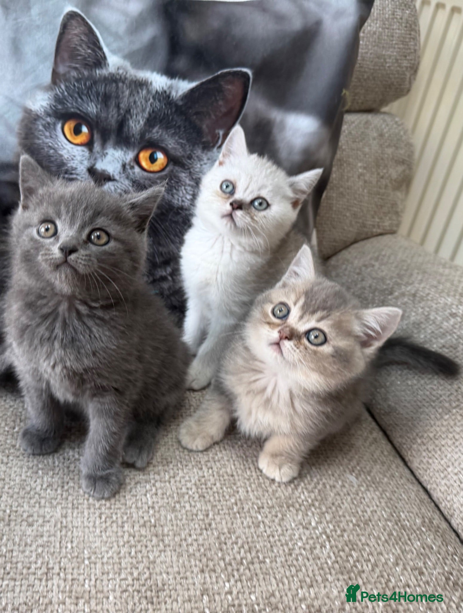 Scottish Fold cats Last  girls ❤️Lovely scotish kittens💕💕💕 - Advert 2