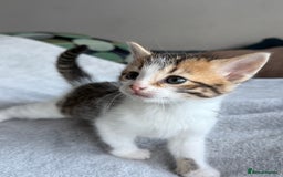 Mixed Breed cats for sale: Adorable Kittens Looking for Their Forever Homes ✨ - Image 10