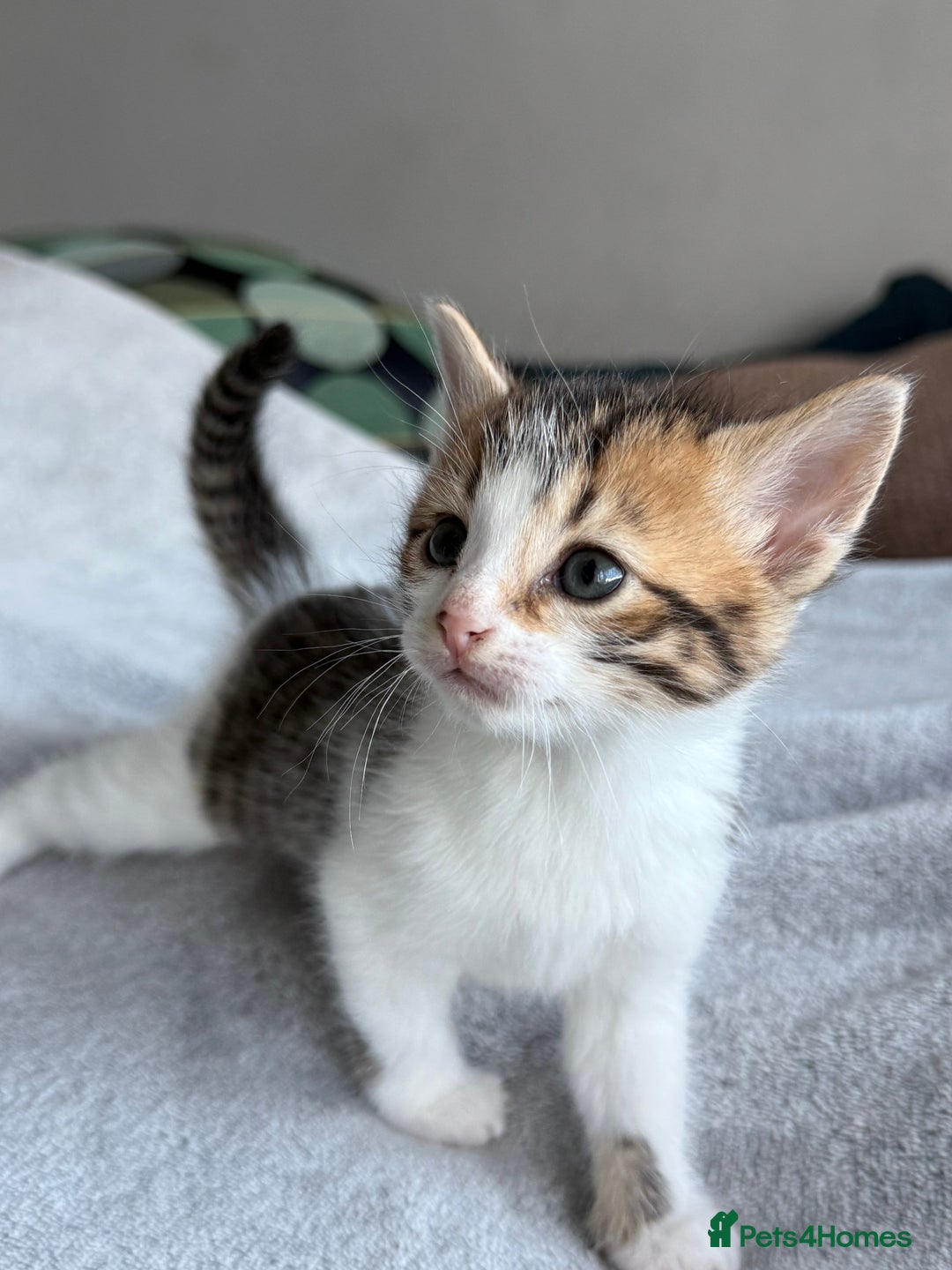 Mixed Breed cats for sale: Adorable Kittens Looking for Their Forever Homes ✨ - Image 10