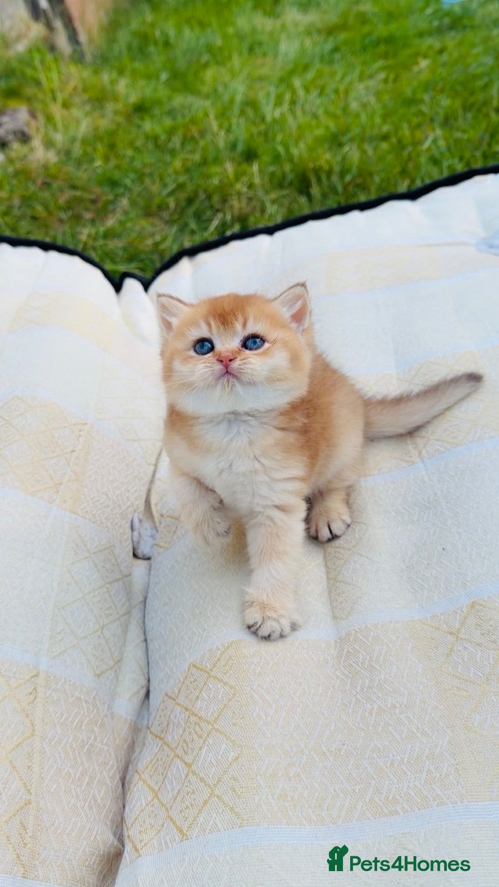 British Shorthair cats British cats - Advert 5