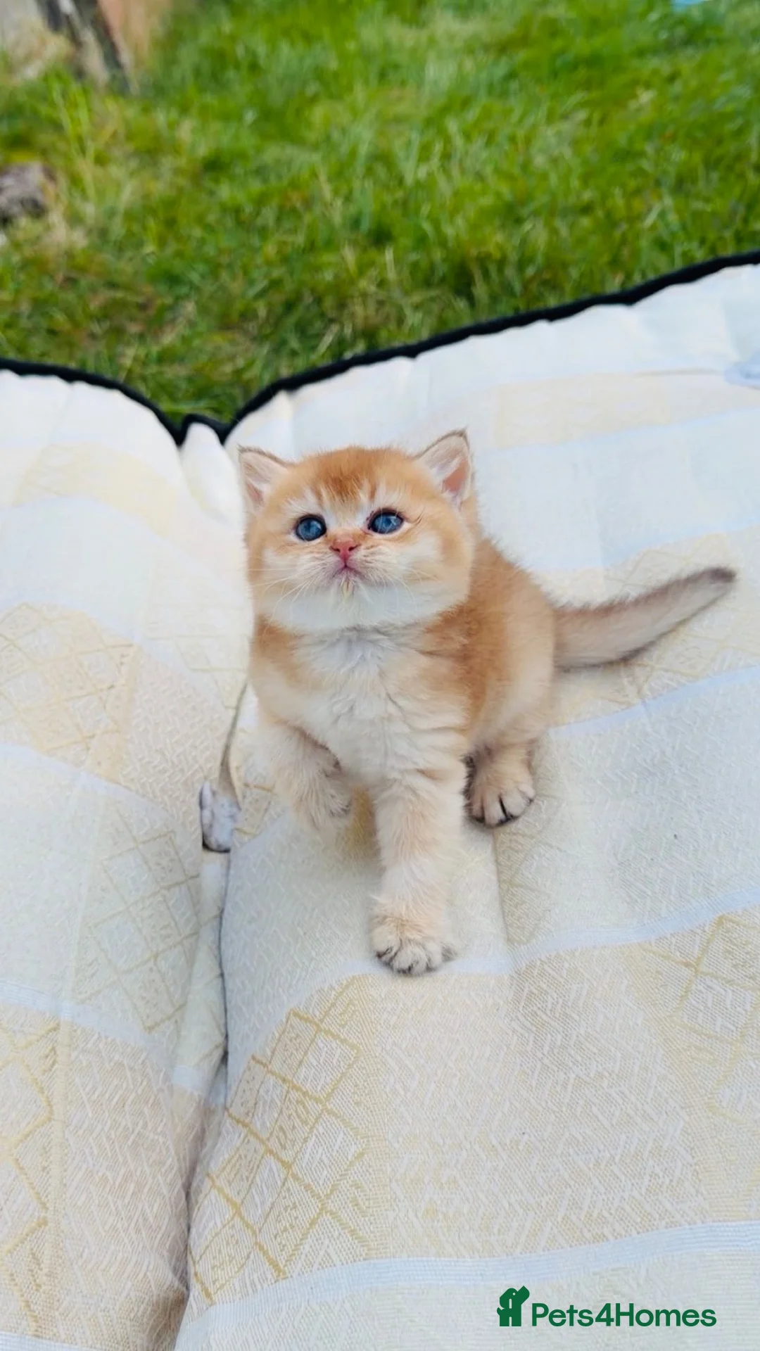 British Shorthair cats for sale: British cats - Advert 1