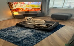 Mixed Breed dogs for sale: Double doodles  - Image 1