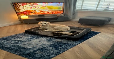 Mixed Breed dogs - Advert 1