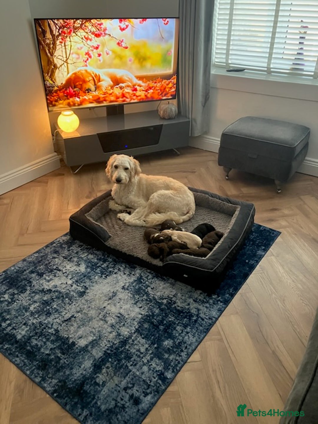 Mixed Breed dogs for sale: Double doodles  - Image 1