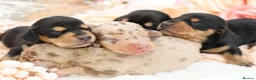Miniature Dachshund dogs for sale: KC Miniature Dachshund Puppies - Advert 4