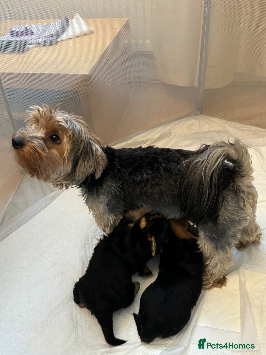 Yorkshire Terrier dogs for sale: Yorkshire terrier puppies  - Advert 2