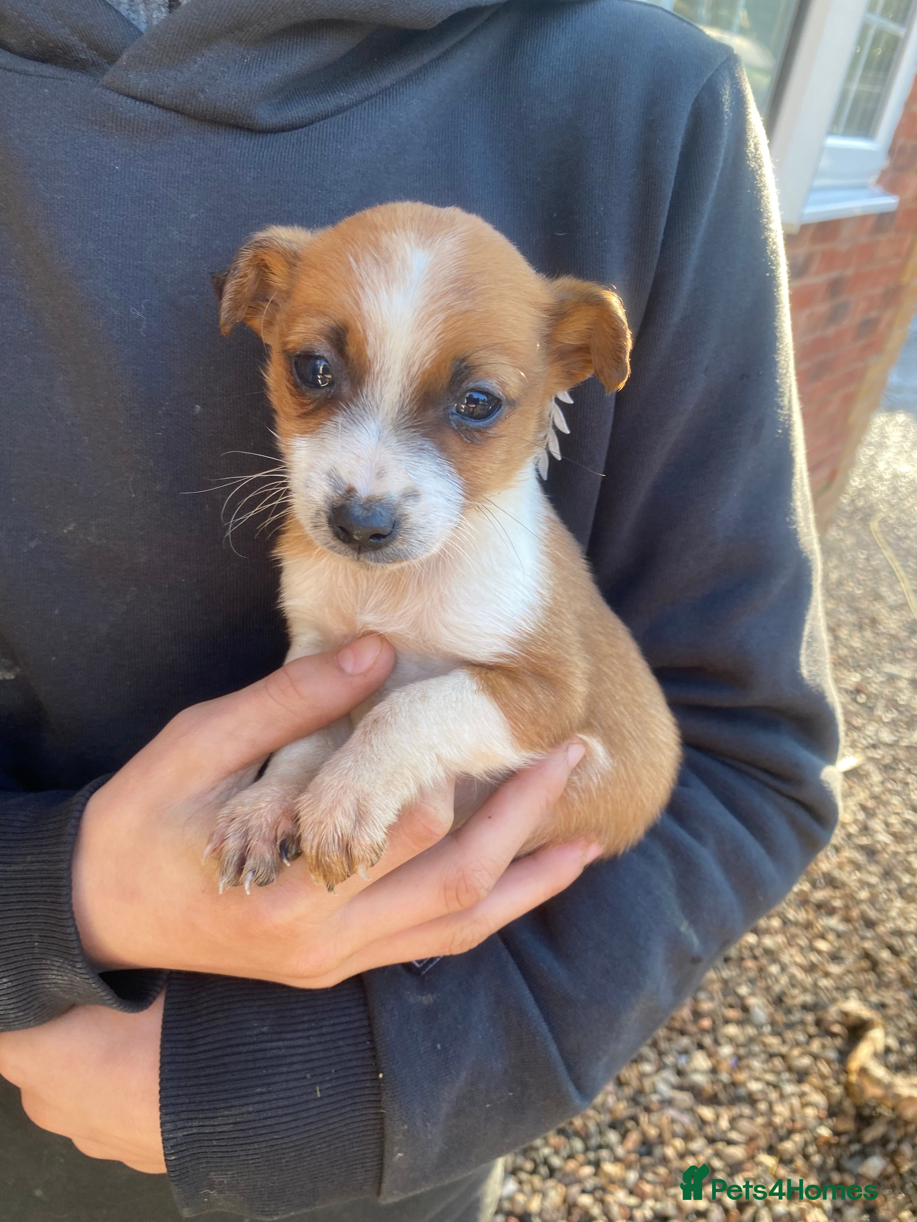 Jack Russell dogs Miniature jack Russel  - Advert 17