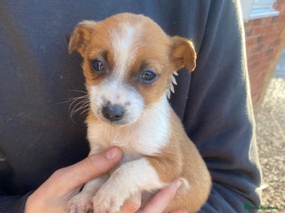 Jack Russell dogs Miniature jack Russel - Advert 1