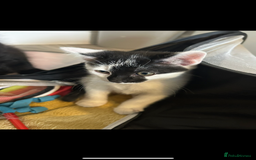 British Longhair cats for sale: Adorable male kitten still looking for a home - Image 8