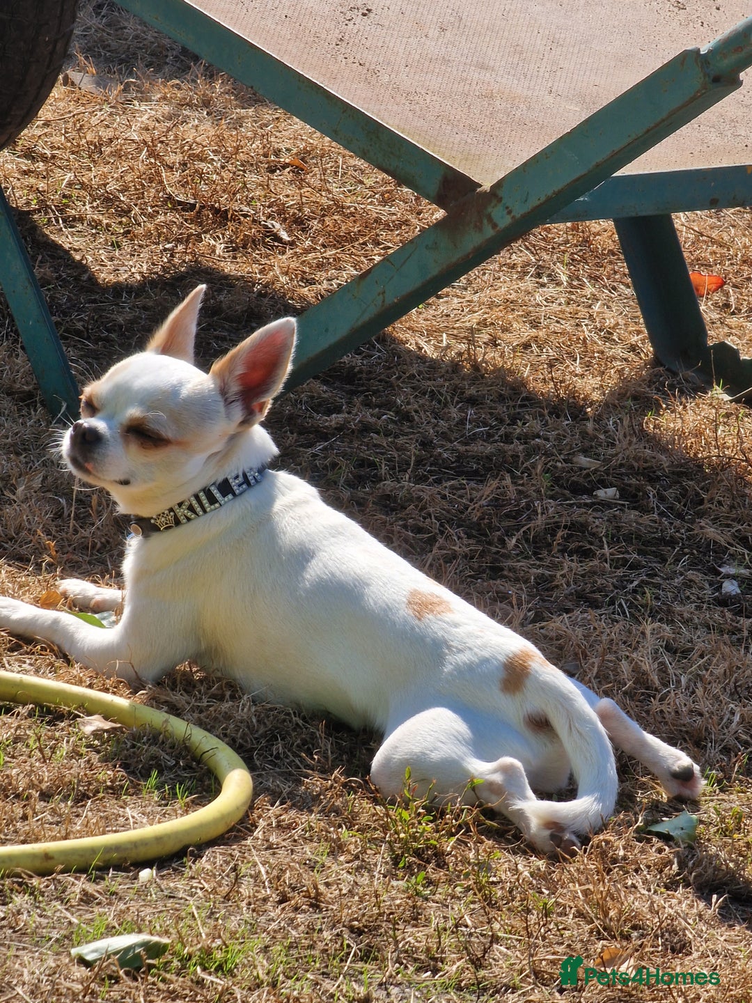 Chihuahua dogs for stud: Friendly Chihuahua for stud dog - Image 4