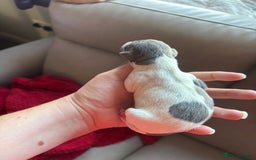 Italian Greyhound dogs for sale: 7/8 Italian greyhound x 1/8 whippet pup for sale  - Image 12