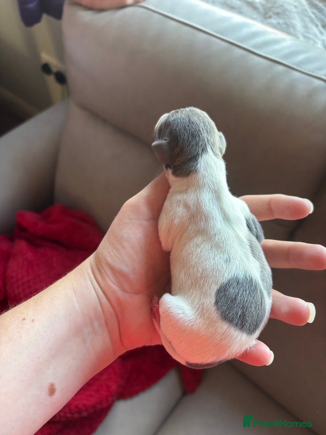Italian Greyhound dogs for sale: 7/8 Italian greyhound x 1/8 whippet pup for sale  - Image 12