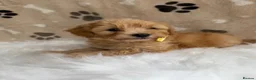 Maltipoo dogs for sale: ** 6 Maltipoo puppies** - Advert 11