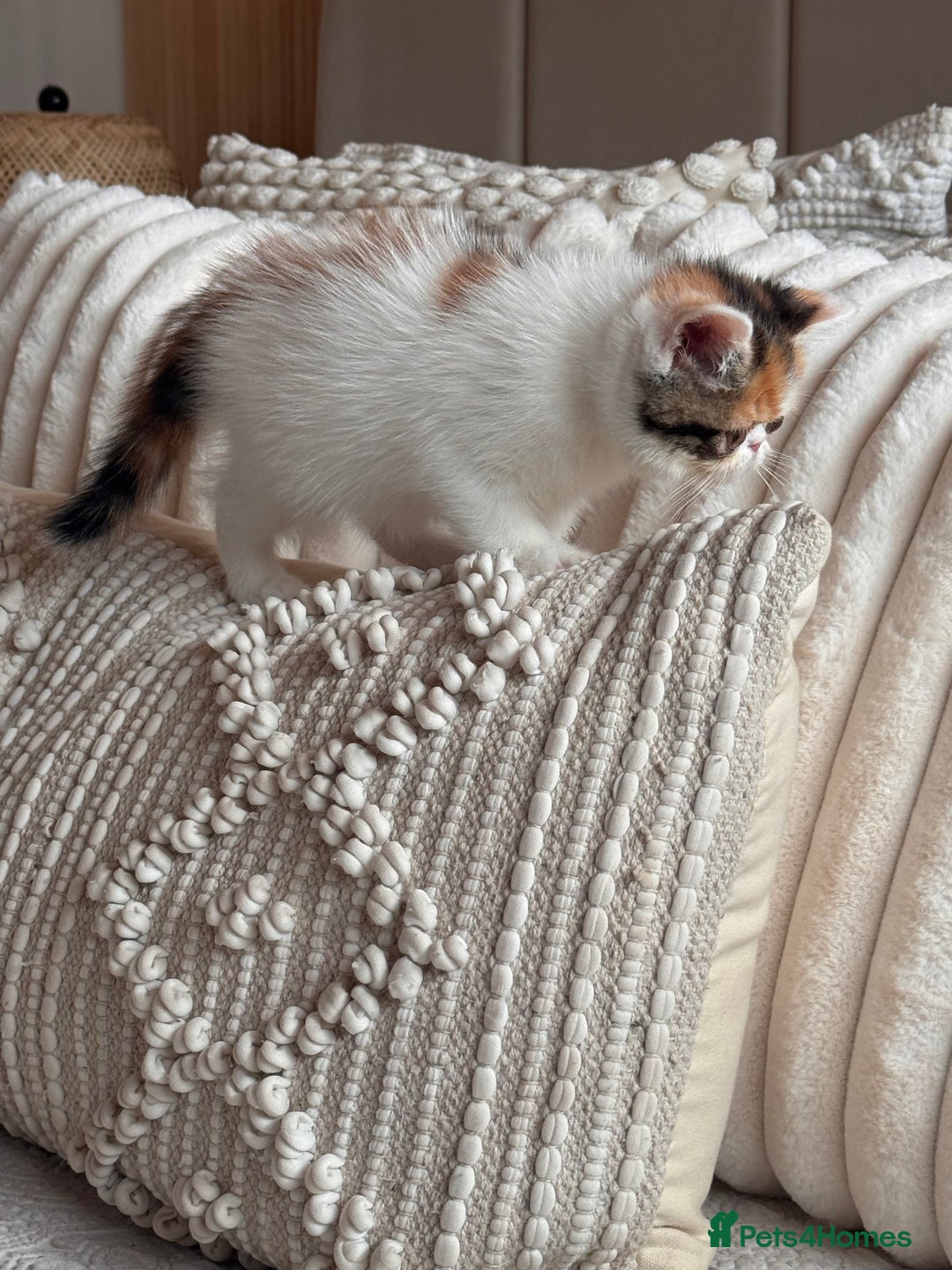 Persian cats for sale: Persian kittens ready now  - Image 5