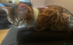 Bengal cats for sale: Bengal cross Bombay kittens - Image 1