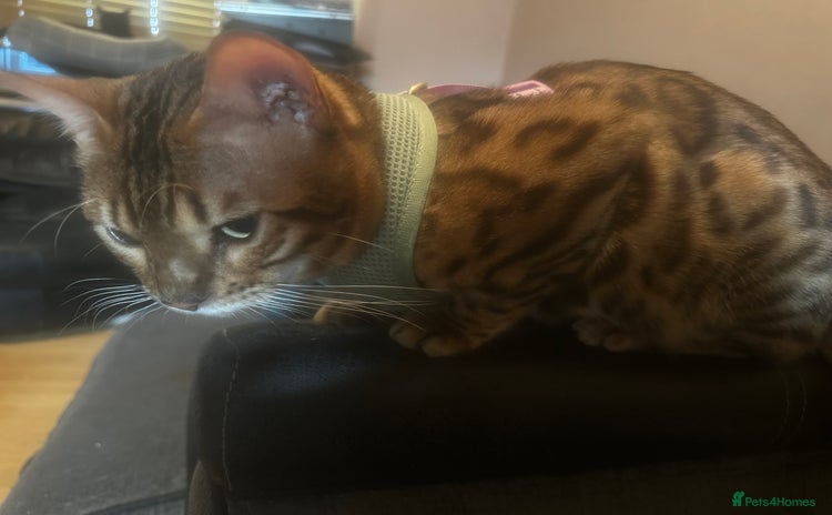 Bengal cats - Advert 7