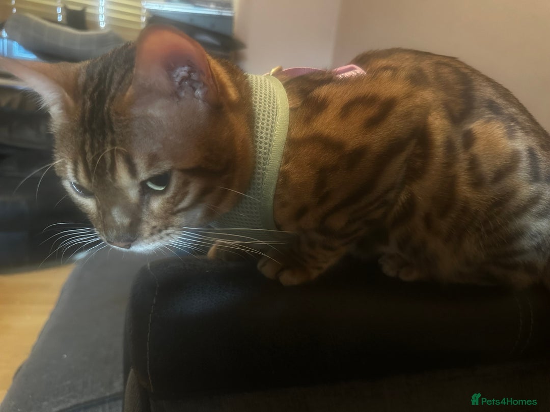 Bengal cats for sale: Bengal cross Bombay kittens - Image 1