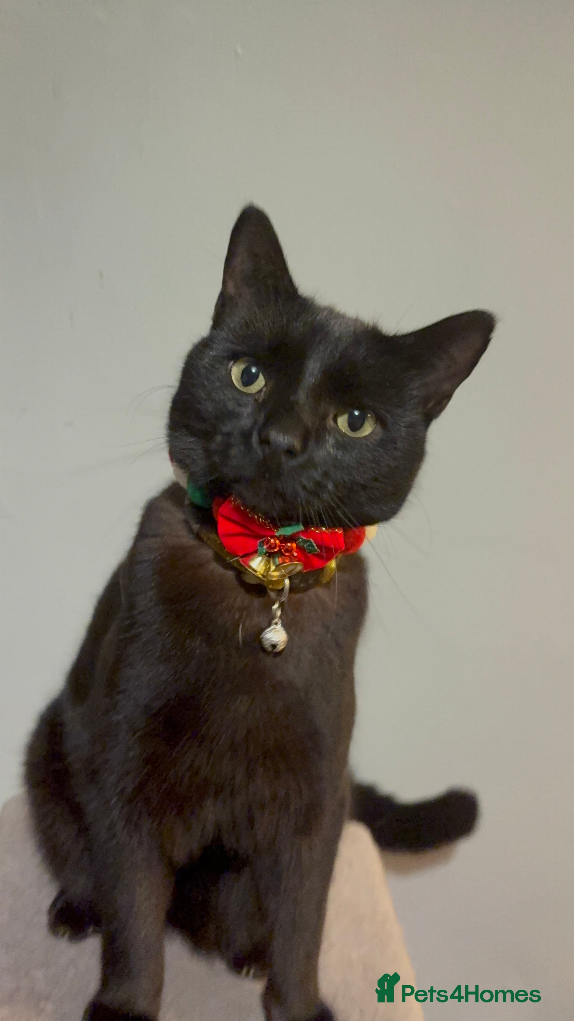 Domestic Shorthair cats Thor - black cat  - Advert 1