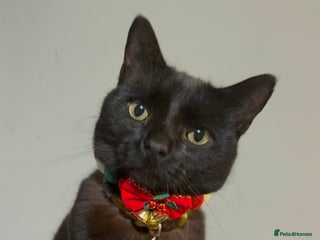 Domestic Shorthair cats Thor - black cat - Advert 1