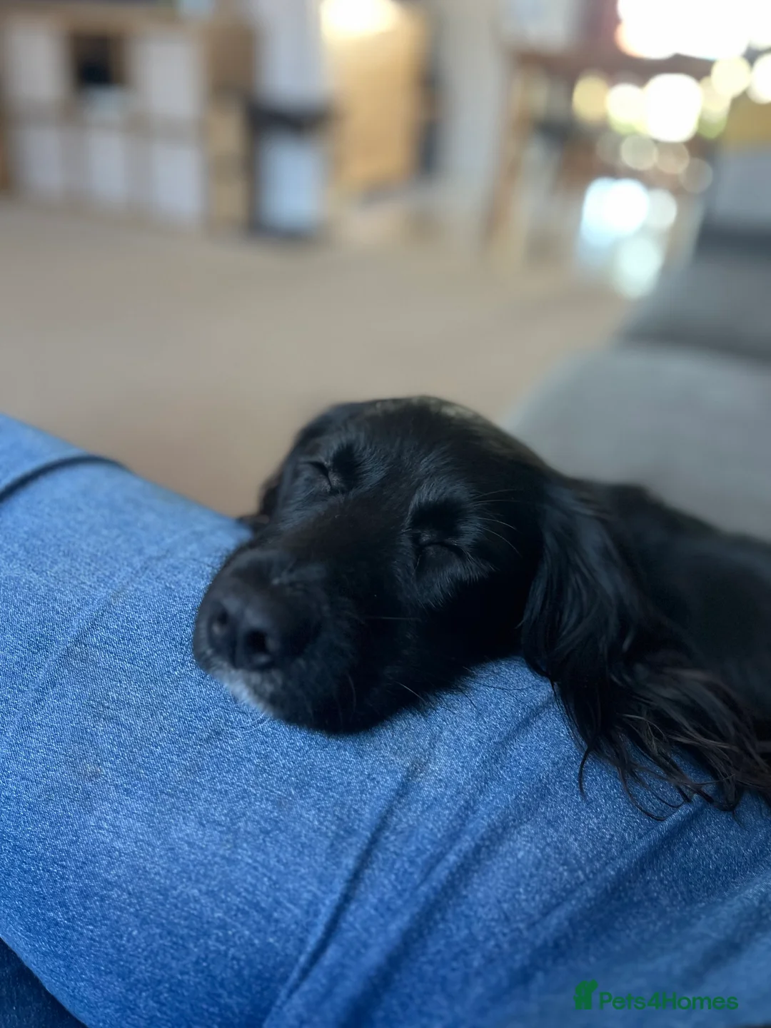 Sprocker dogs for sale: 18 month old working sprocker spaniel  - Advert 4