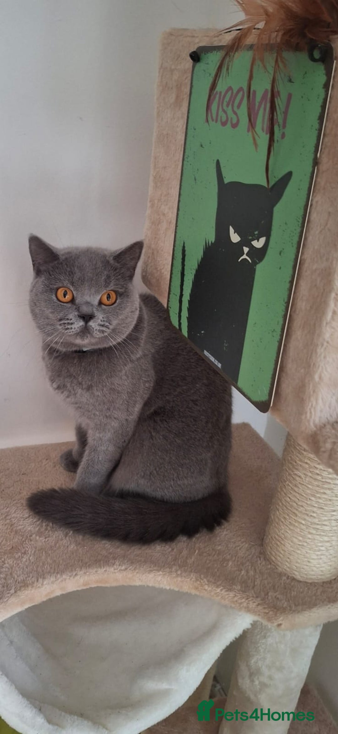 British Shorthair cats for sale: British shorthair - Advert 3