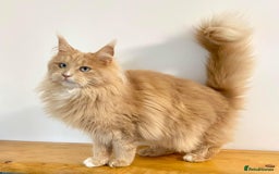 Maine Coon cats for sale: Rare Polydactyly Blue & White Silver  - Advert 8
