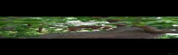 Border Collie dogs for stud: Red Border Collie for STUD ONLY - Advert 10