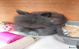 Lionhead rabbits for sale: Beautiful Double Maned Lionhead Girls. - Image 3