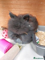 Lionhead rabbits 2 Beautiful Double Maned Lionheads. - Advert 1
