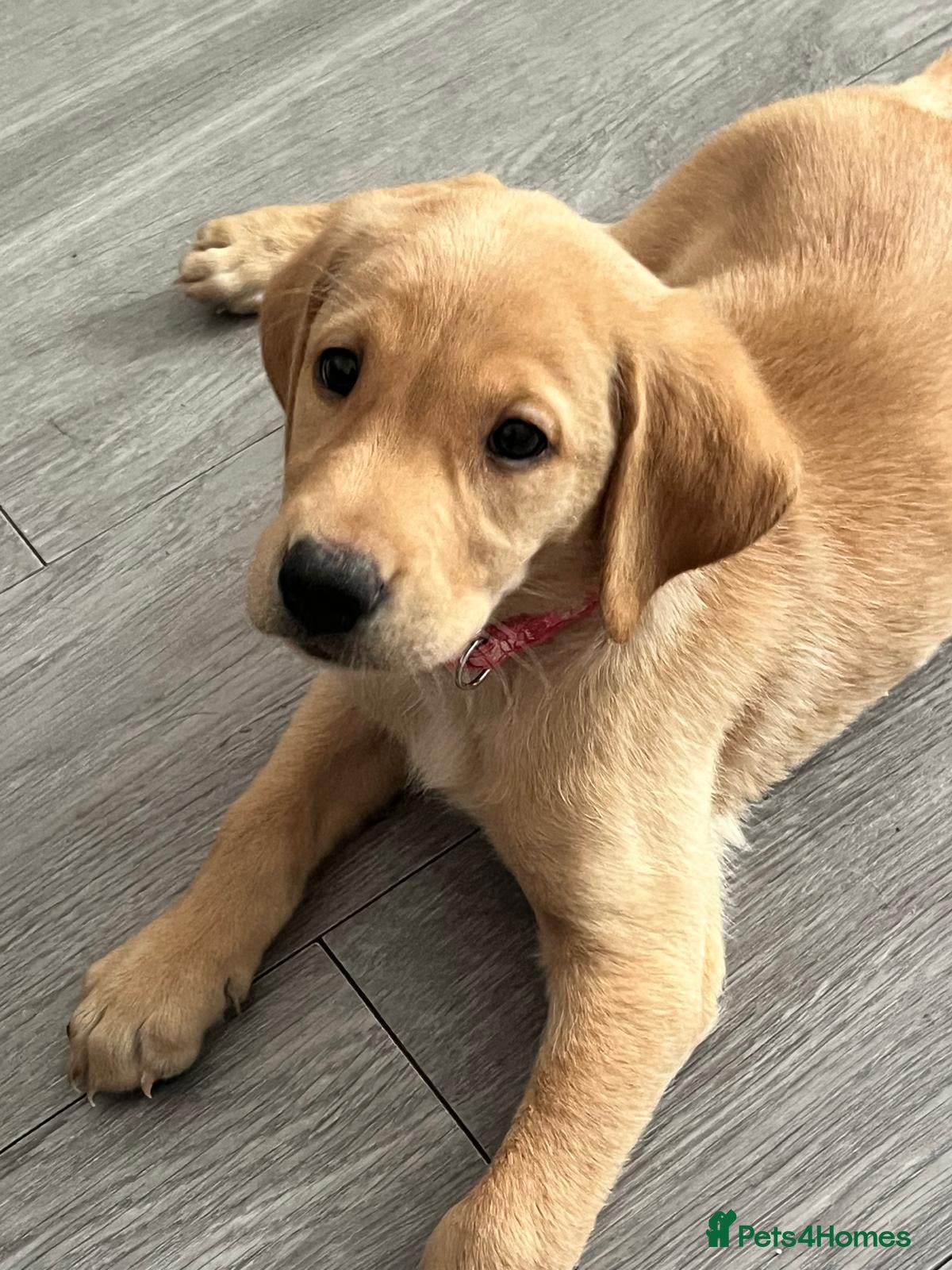 Labrador Retriever dogs Adorable KC Labrador Puppies - Advert 1