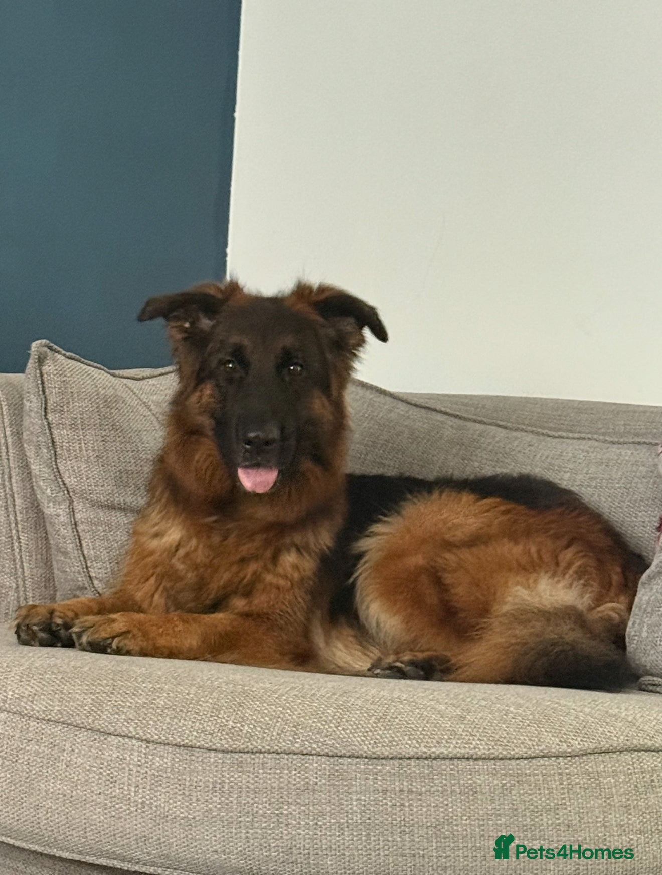 German Shepherd dogs 5 year old long haired German shepherd female  - Advert 11