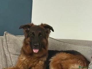 German Shepherd dogs - Advert 14