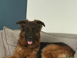 German Shepherd dogs 5 year old long haired German shepherd female - Advert 9