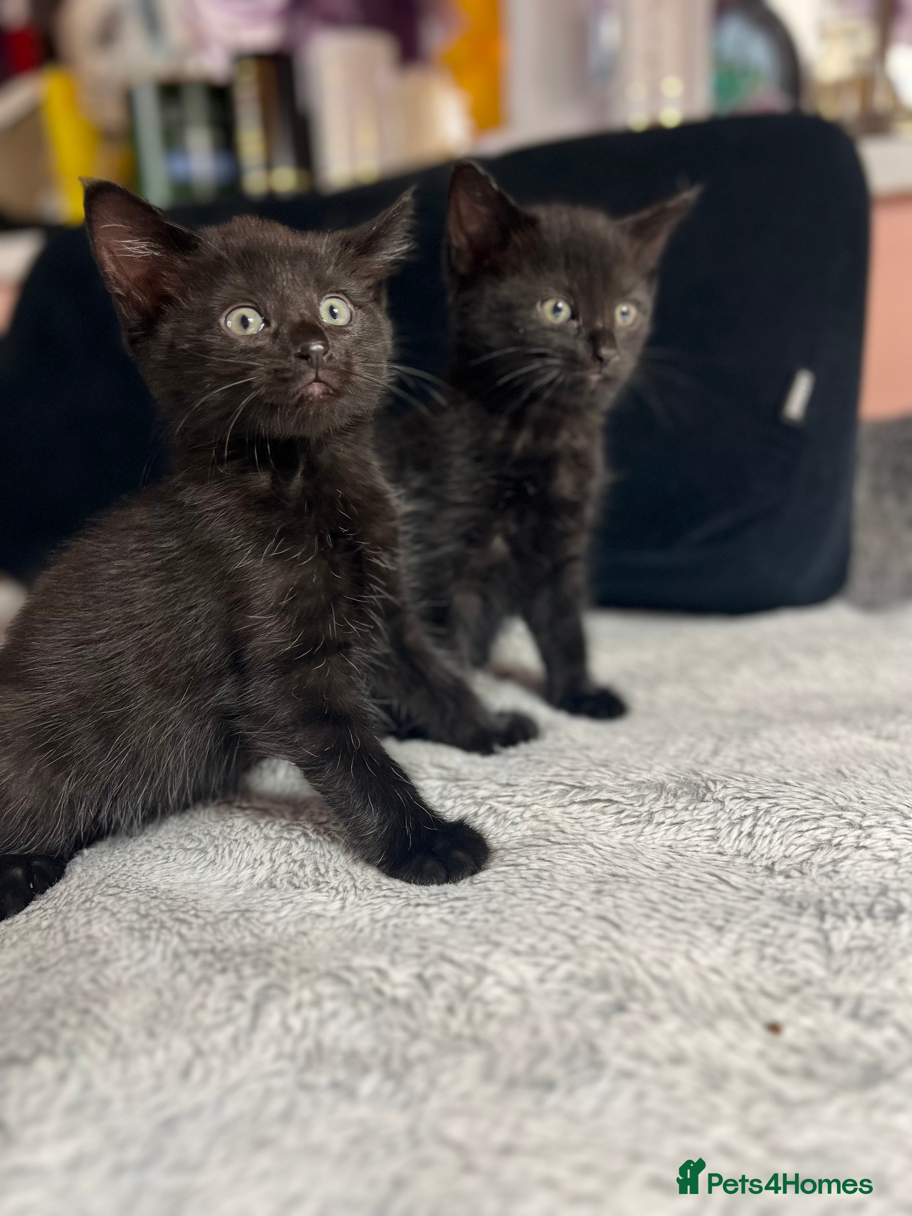 Mixed Breed cats Mixed kittens  - Advert 2