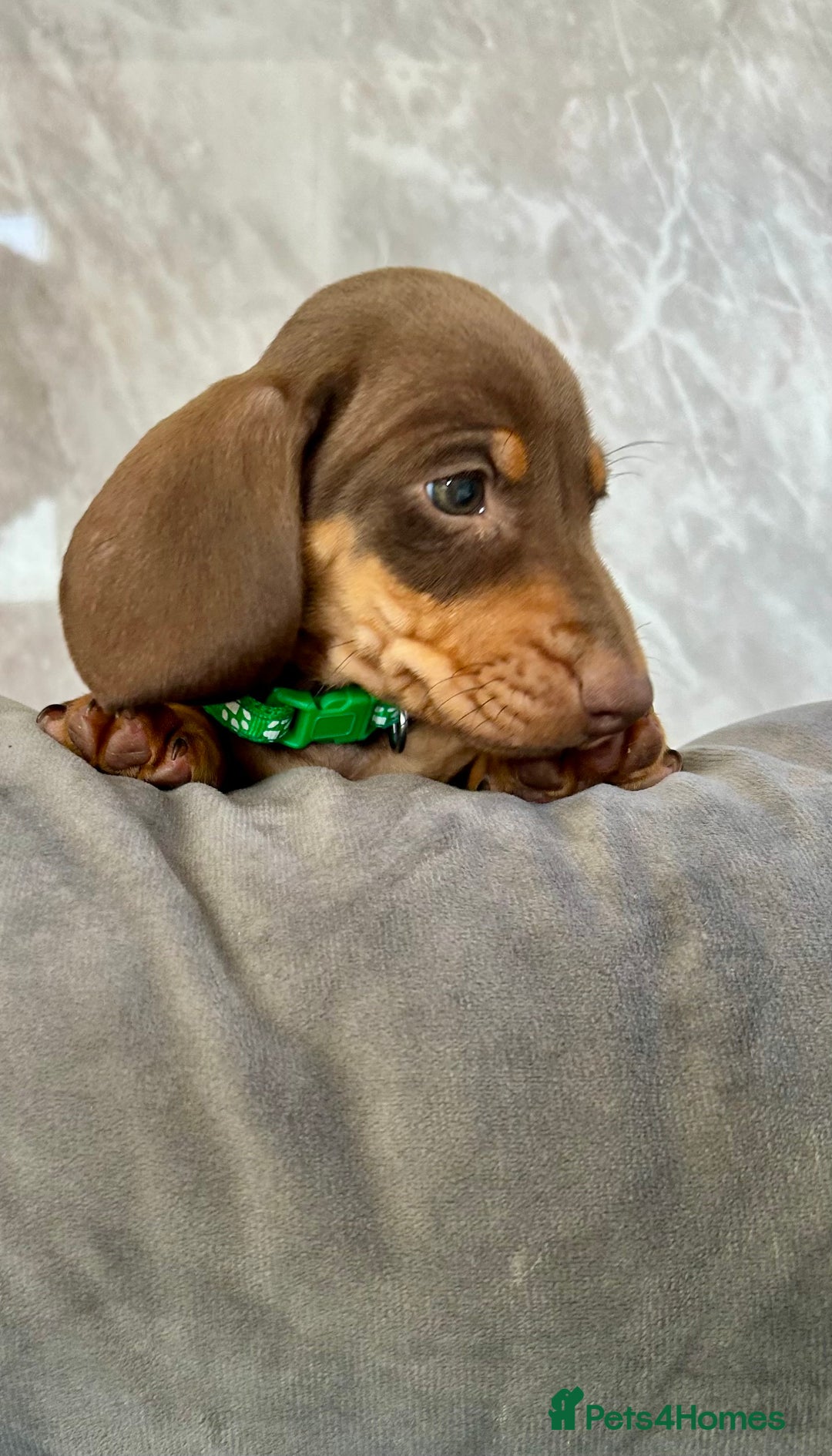 Miniature Dachshund dogs for sale: Miniature dachshund puppies  - Image 24