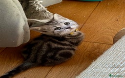British Shorthair cats for sale: British Shorthair Stunning Kittens - Image 6
