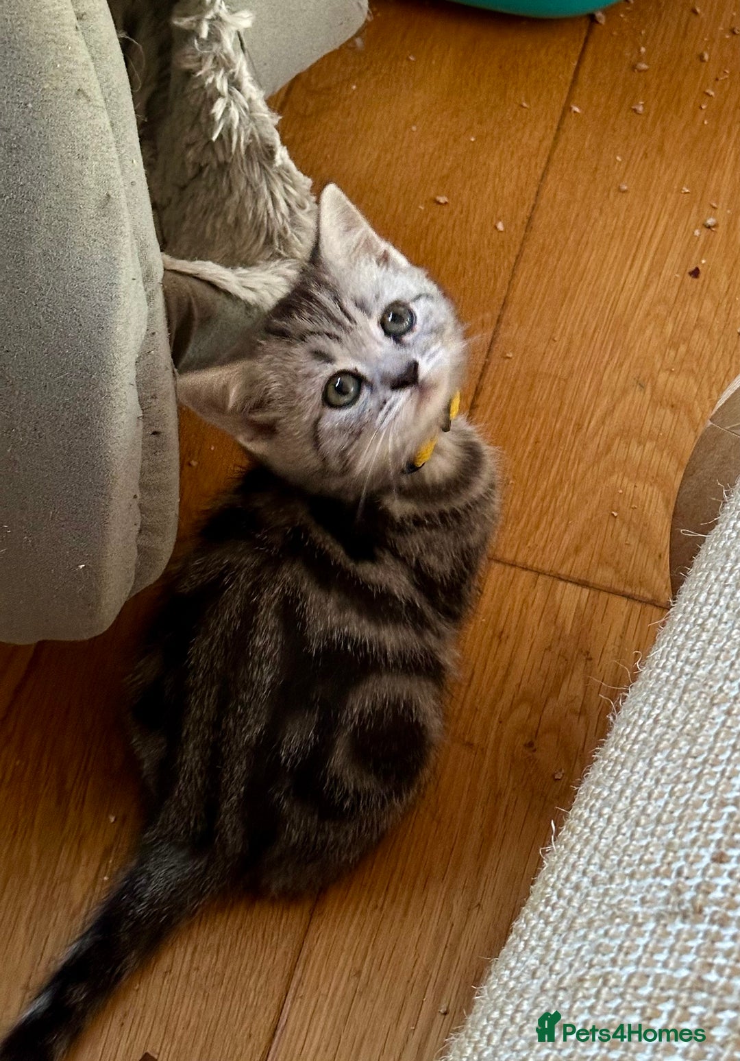 British Shorthair cats for sale: British Shorthair Stunning Kittens - Image 6