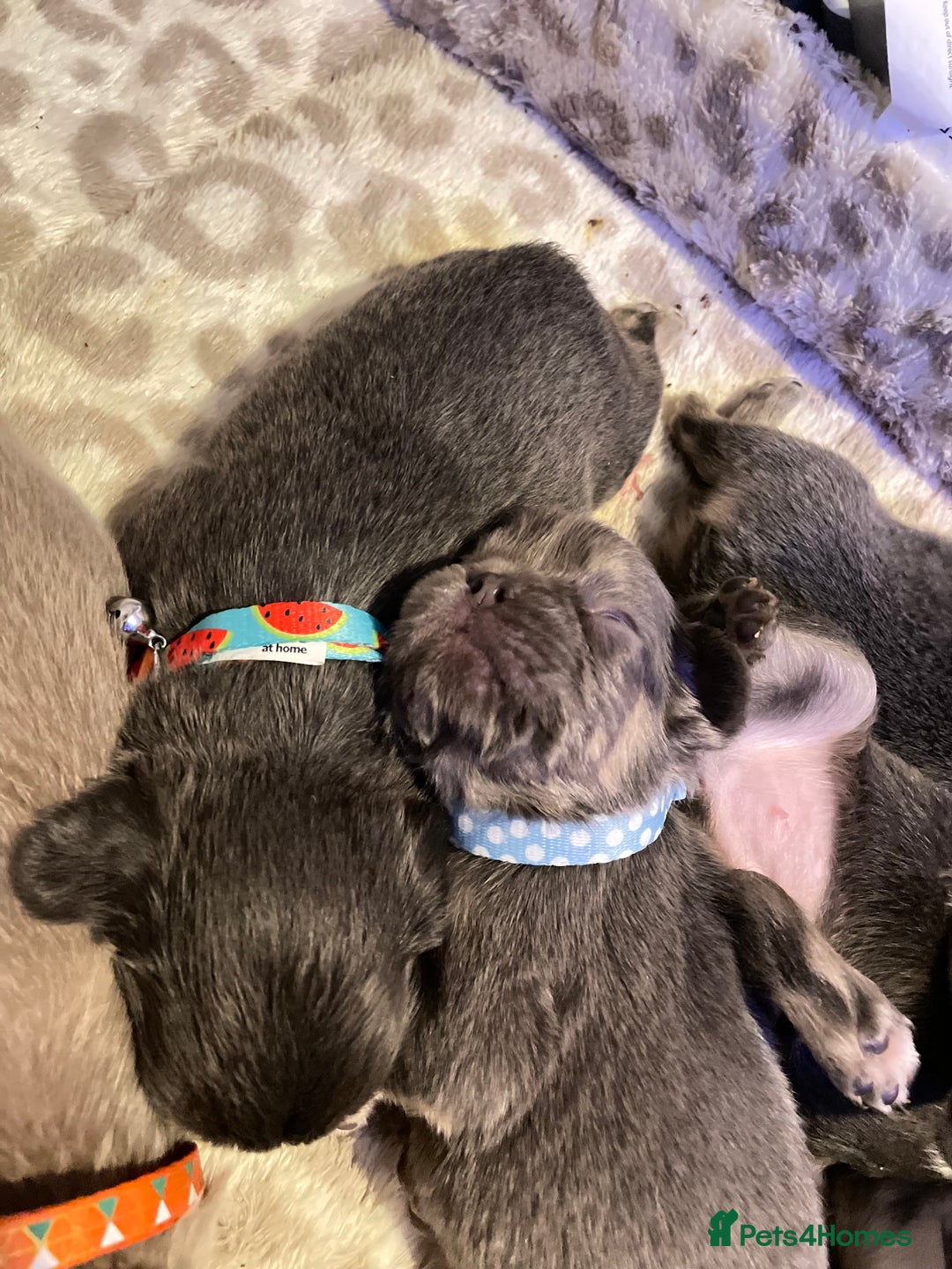 French Bulldog dogs for sale: 🩷🐶🐾6 Adorable fluffy French bulldogs 🩷🐶🐾 - Advert 11