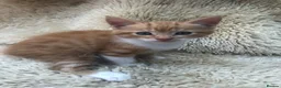 Mixed Breed cats for sale: Gorgeous ginger kittens - Advert 15