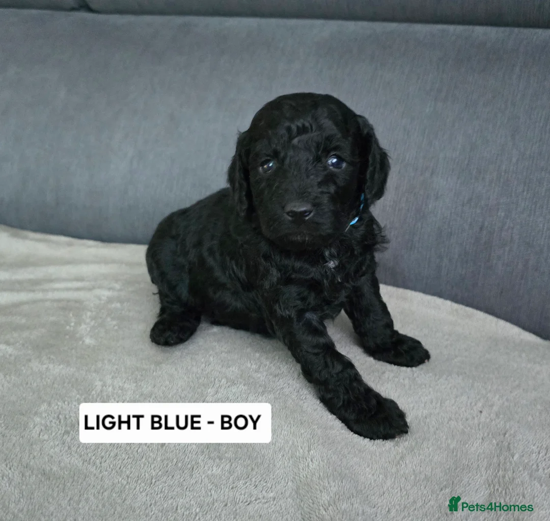 Toy Poodle dogs for sale: BEAUTIFULL BLACK TOY POODLES  - Advert 39