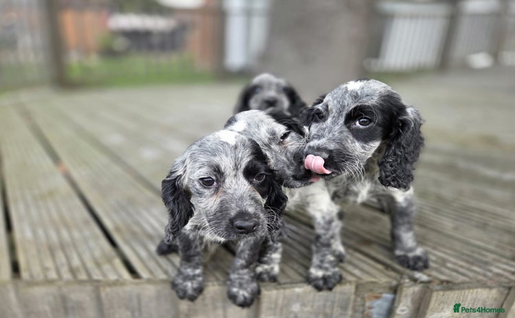 Cocker Spaniel dogs - Advert 2