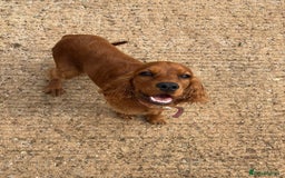 Cocker Spaniel dogs for sale: Cocker spaniel  - Image 1
